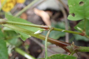 ミゾソバの閉鎖化