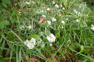 ヤマハハコの白い花