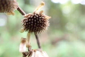 コヤブタバコの茶色い果実