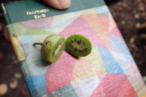 コクワの果実を半分に割ってみるとキウイフルーツのよう