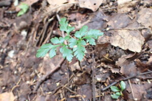 緑色のエゾノフユワラビの葉