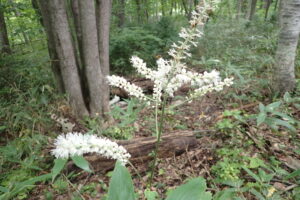 サラシナショウマの白い花