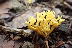 黄色いキノコ
