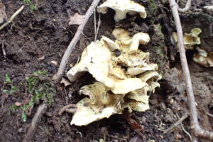 淡い黄いろのキノコ