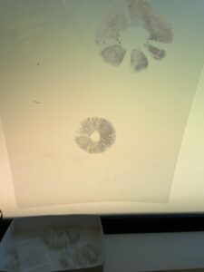 キノコのひだから出た胞子