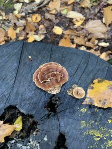 渦巻き模様のキノコ