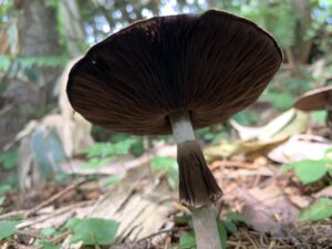 ひだの茶色いキノコ