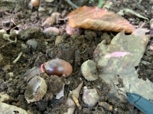 キノコから根が出ていた