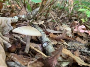 薄い茶色のキノコ