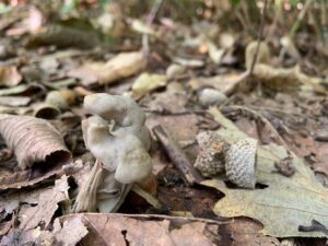 グレーがかったキノコ