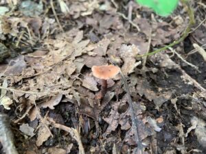 茶色いキノコ