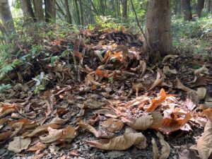 園路の落ち葉の様子