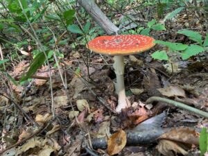 赤いキノコ