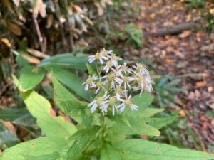 白いゴマナの花