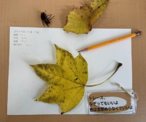 ネイチャージャーナリングの見本