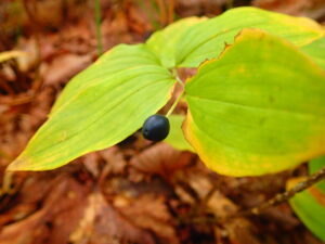 黒いチゴユリの果実