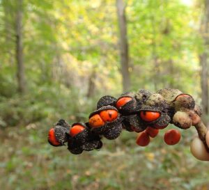 キタコブシの果実が裂けて中から朱色の種が見えている