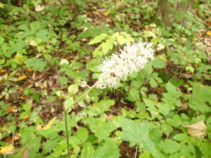 サラシナショウマの白い花