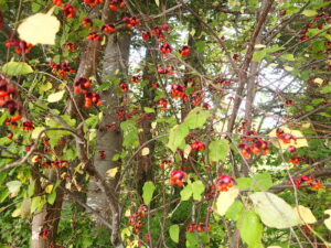 樹の枝にたくさんぶら下がっている赤いツリバナの果実