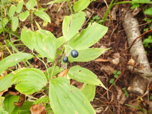 黒いホウチャクソウの果実