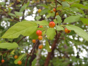 オレンジ色のズミ