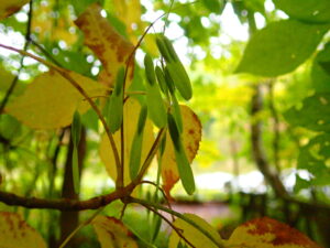 アオダモの翼のついた果実