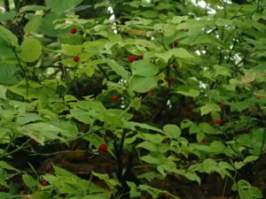 赤いアクシバの果実