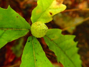 ミズナラメウロコフシ