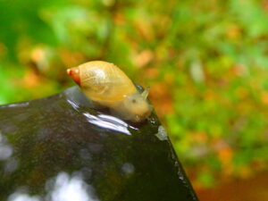 オカモノアラガイ