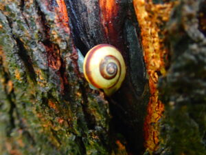 サッポロマイマイ