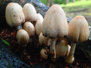 朽木から生えるキノコキノコ