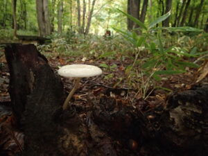 朽木から生えるキノコキノコ