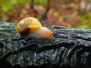 朽木から生えるキノコキノコ