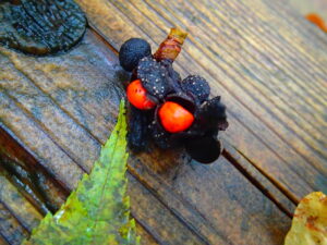 キタコブシの果実