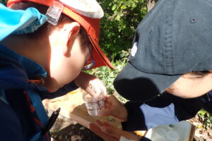 トンボの採卵する子どもたち