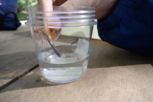 トンボの採卵する子どもたち