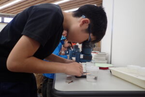 トンボの卵を顕微鏡でのぞく子どもたち