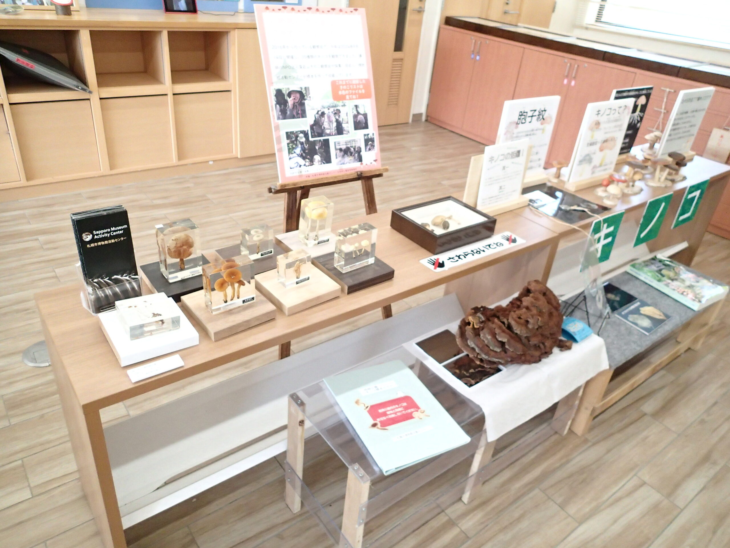 キノコの展示