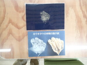 キノコのひだから落ちた胞子