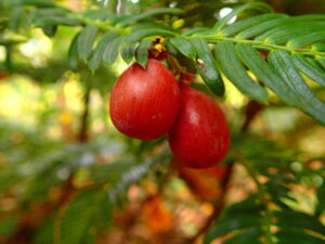 ハイイヌガヤの実