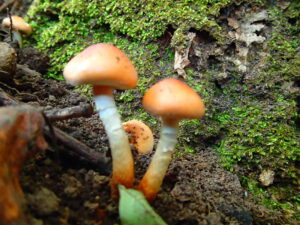 茶色いカサのキノコ