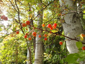 オレンジ色のズミの果実