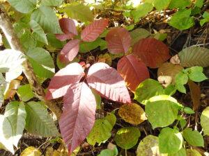 赤くなったツタウルシの葉