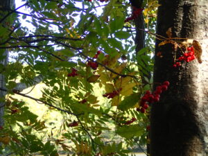 赤いナナカマドの果実