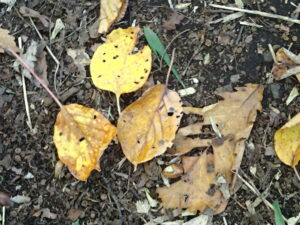 黄色い落ち葉