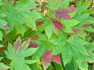 葉の一部が赤くなり始めたハウチワカエデ