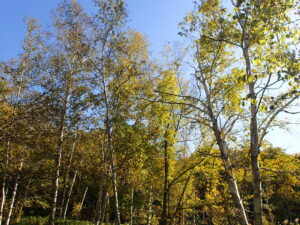 葉が黄色くなり始めたシラカンバ