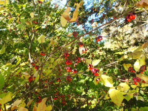 木の枝からぶら下がったツリバナのたくさんの果実