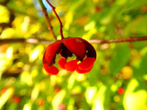 5つに割れて中化や赤い種子がぶら下がる