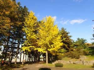 イチョウの黄色い紅葉